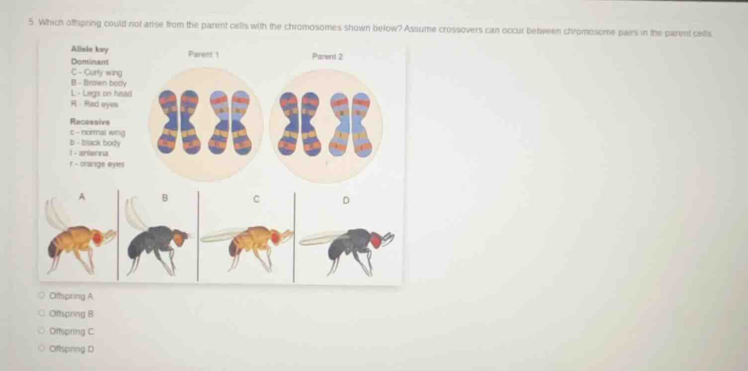 5. which offspring could not arise from the parent cells with the chrom…
