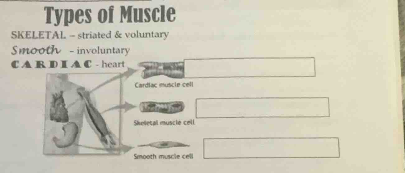 types of muscle skeletal – striated & voluntary smooth – involuntary ca…