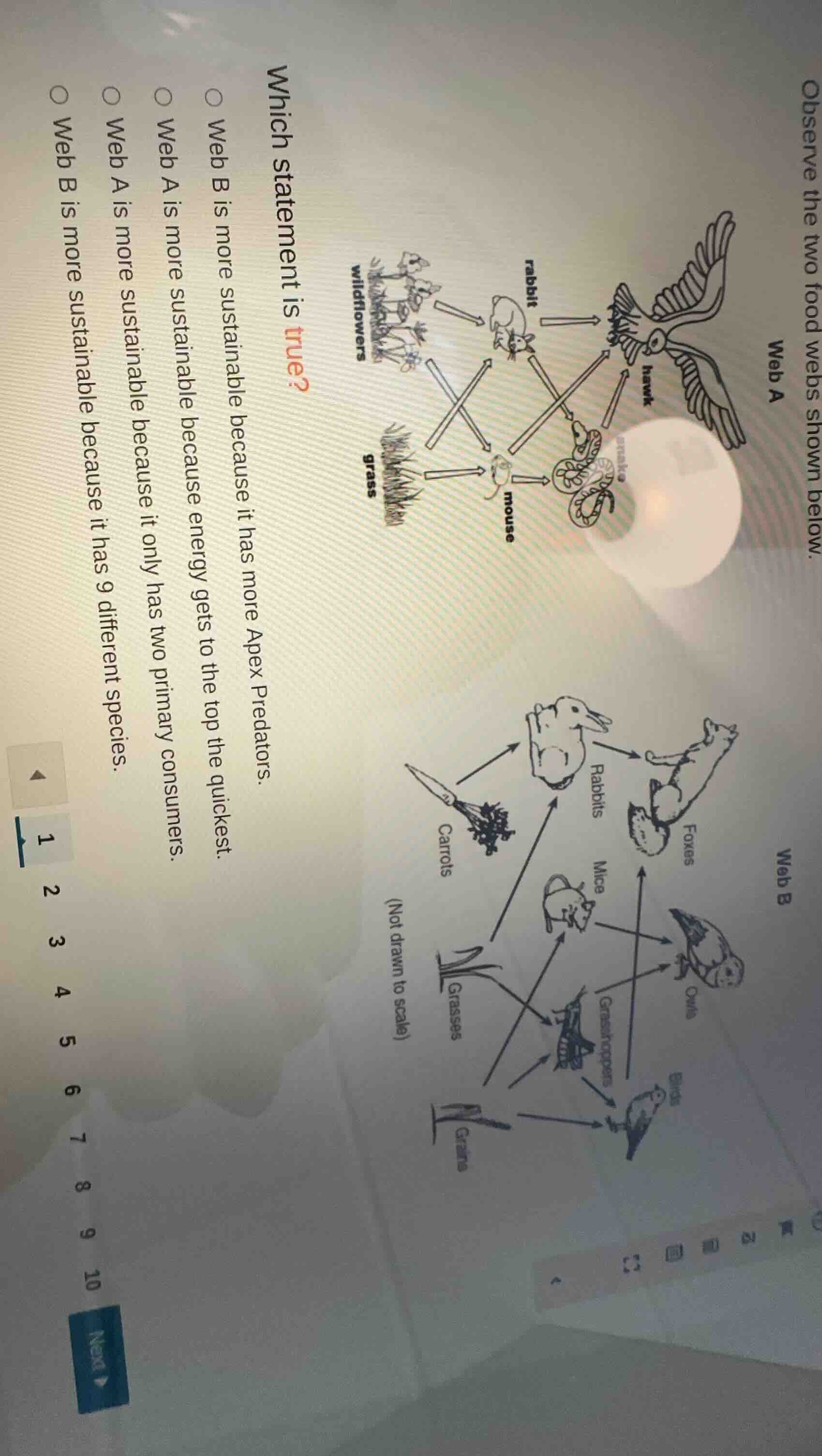 observe the two food webs shown below. web a image of food web a with w…
