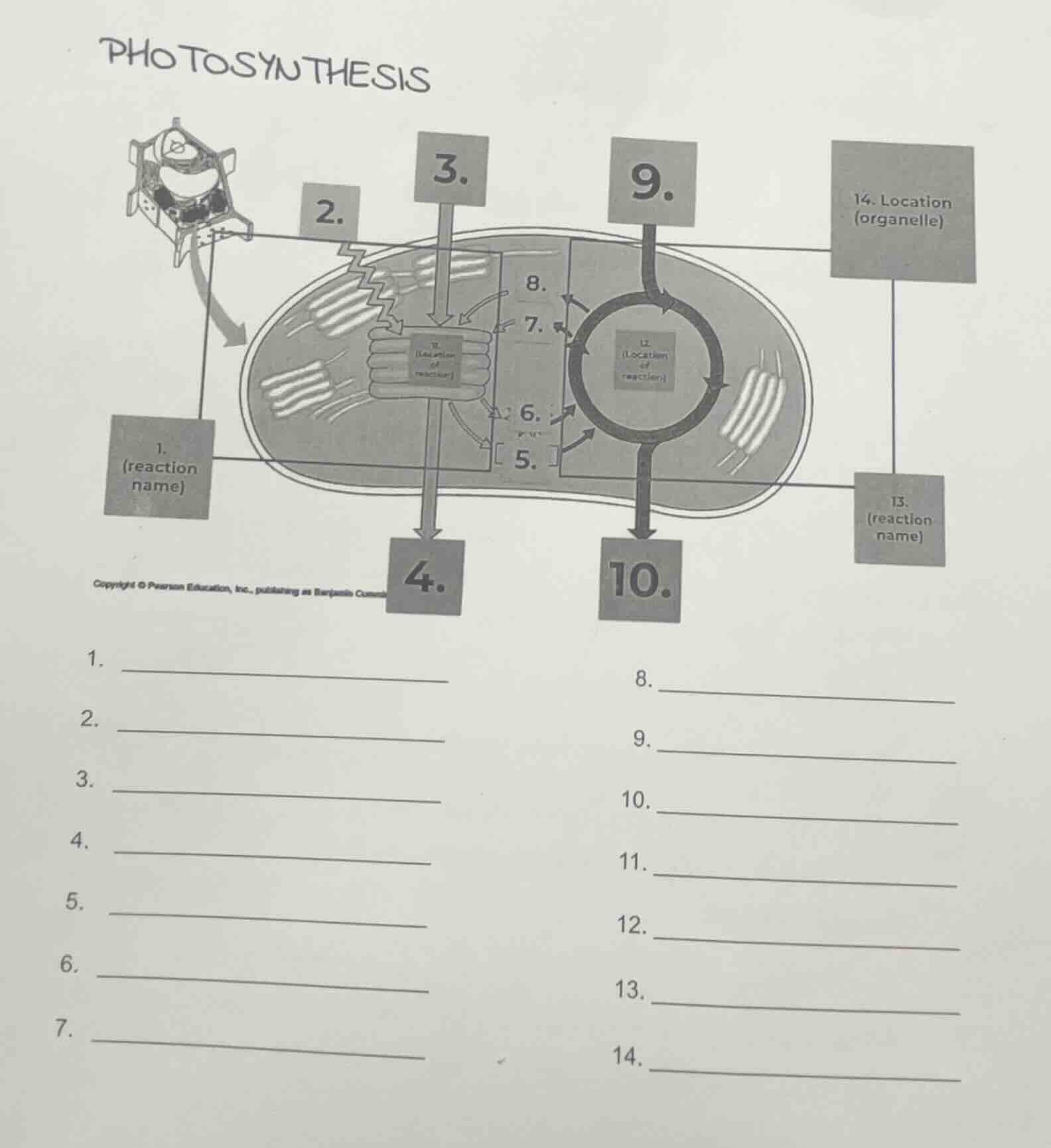 photosynthesis 1. (reaction name) 2. 3. 4. 5. 6. 7. 8. 9. 10. 11. (loca…