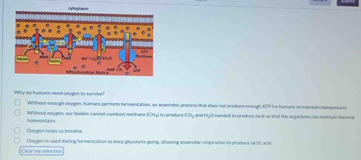 why do humans need oxygen to survive? without enough oxygen, humans per…