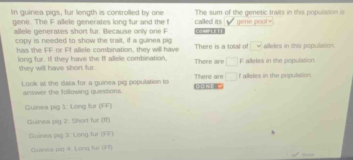 in guinea pigs, fur length is controlled by one gene. the f allele gene…
