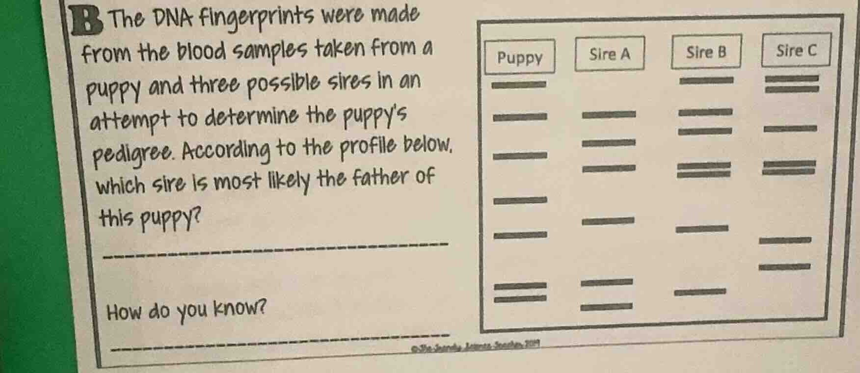b the dna fingerprints were made from the blood samples taken from a pu…