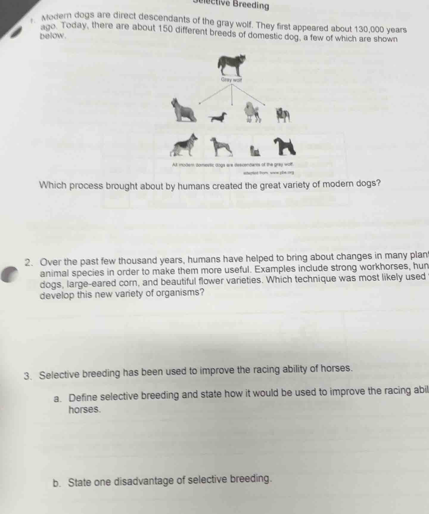 selective breeding 1. modern dogs are direct descendants of the gray wo…