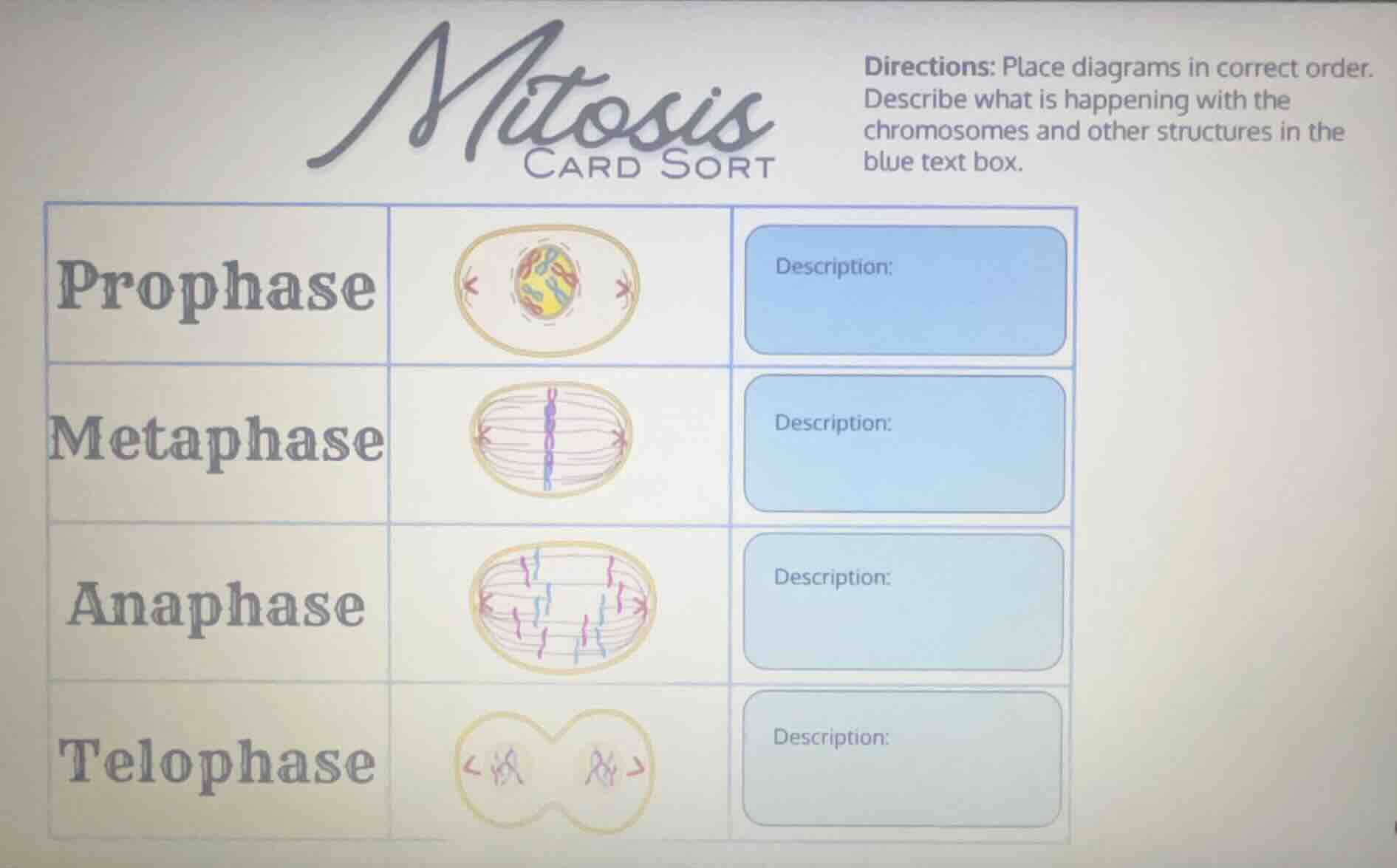 mitosis card sort directions: place diagrams in correct order. describe…