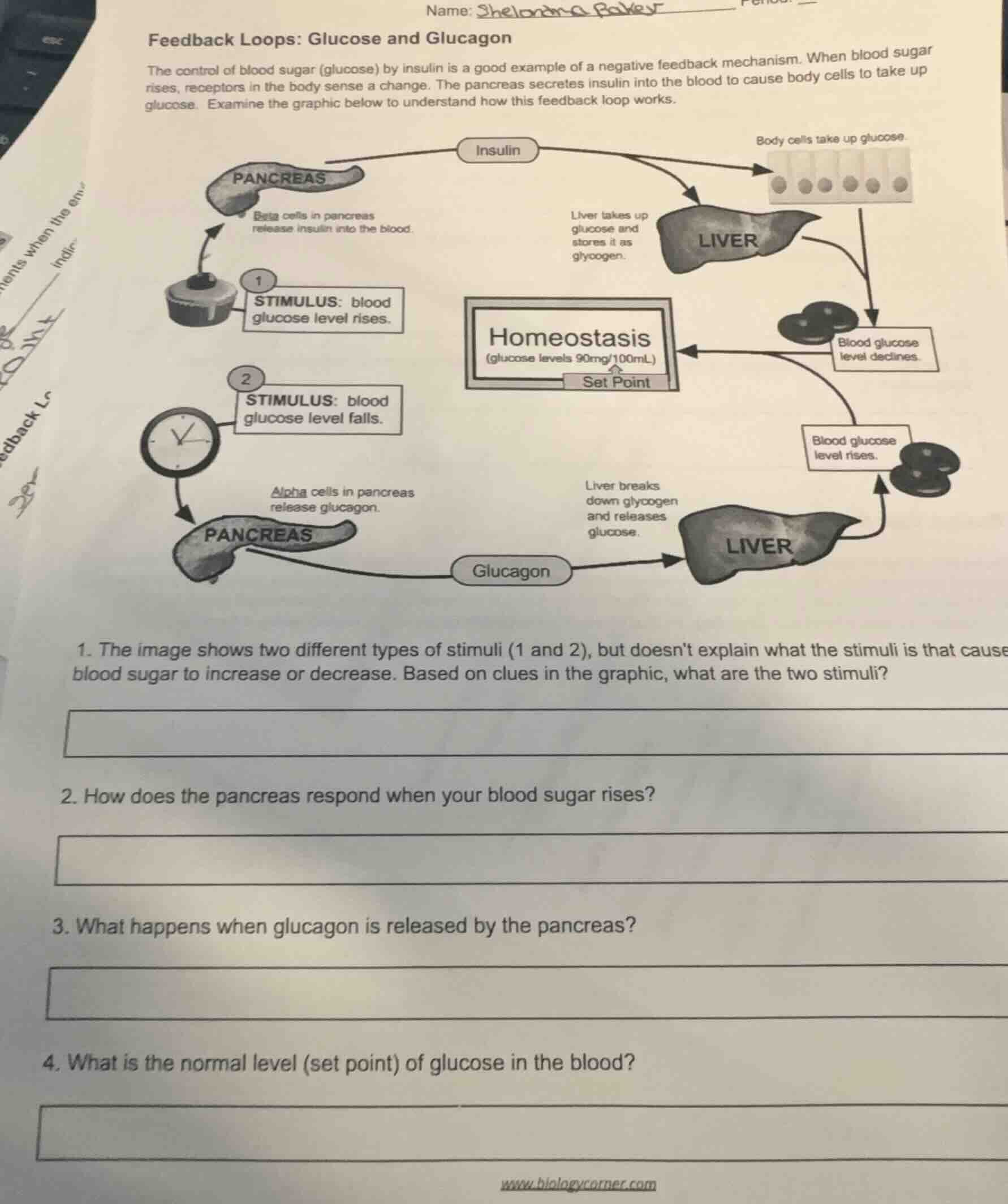 name: shelon... period: feedback loops: glucose and glucagon the contro…