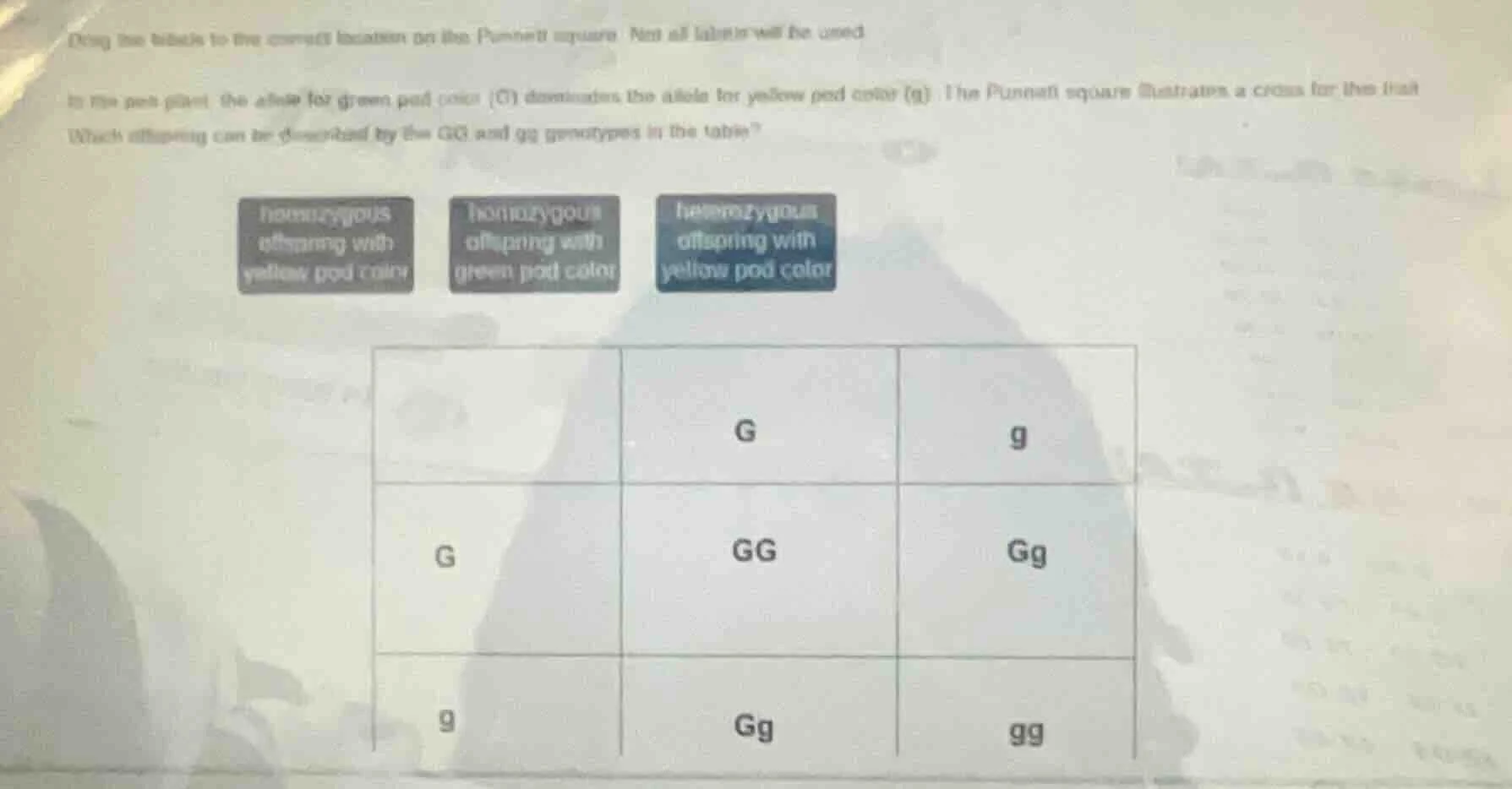 drag the labels to the correct location on the punnett square. not all …