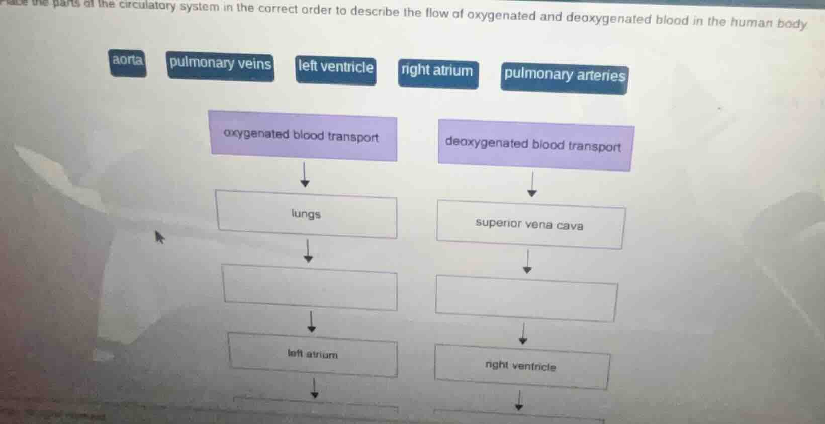 place the parts of the circulatory system in the correct order to descr…