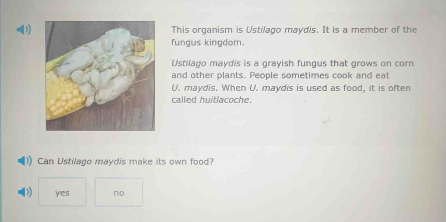 this organism is ustilago maydis. it is a member of the fungus kingdom.…