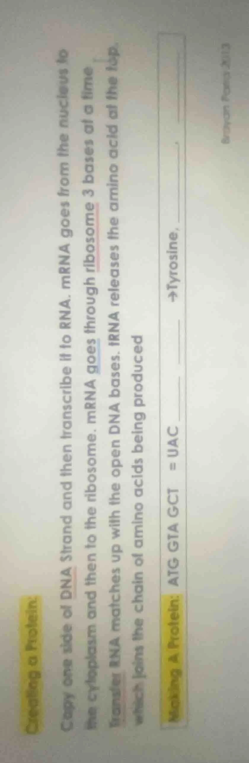 creating a protein copy one side of dna strand and then transcribe it t…