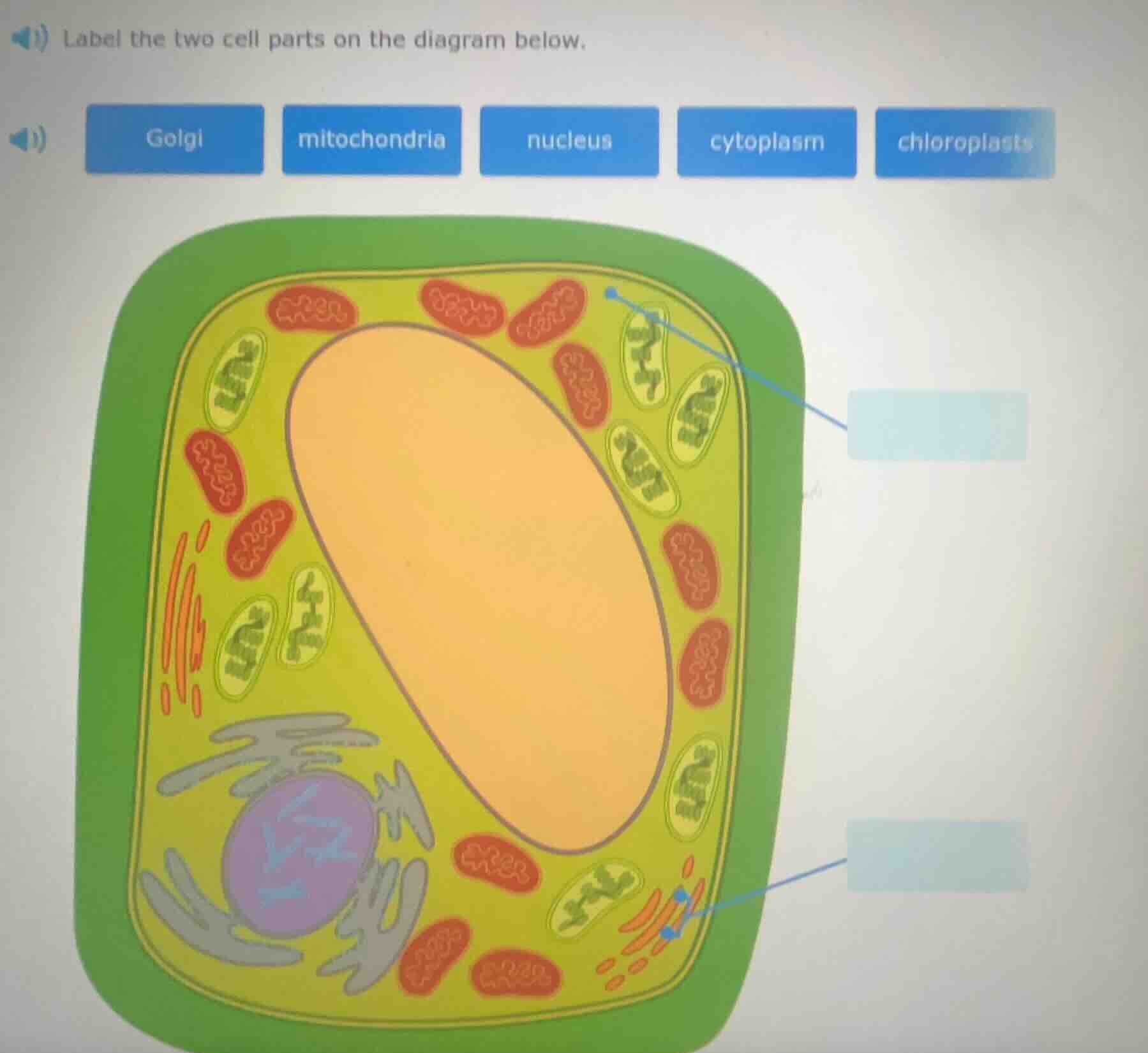 label the two cell parts on the diagram below. golgi mitochondria nucle…