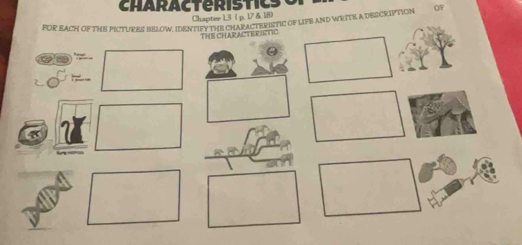 characteristics of life chapter 13 (p. 17 & 18) for each of the picture…