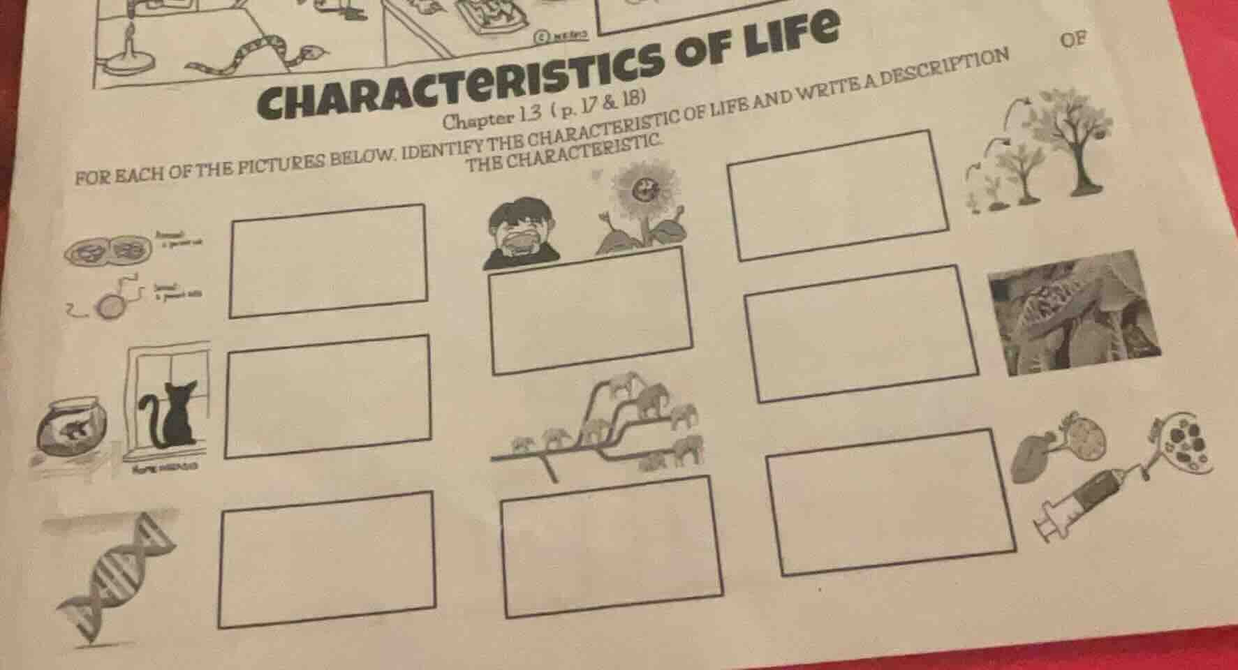characteristics of life chapter 13 (p. 17 & 18) for each of the picture…