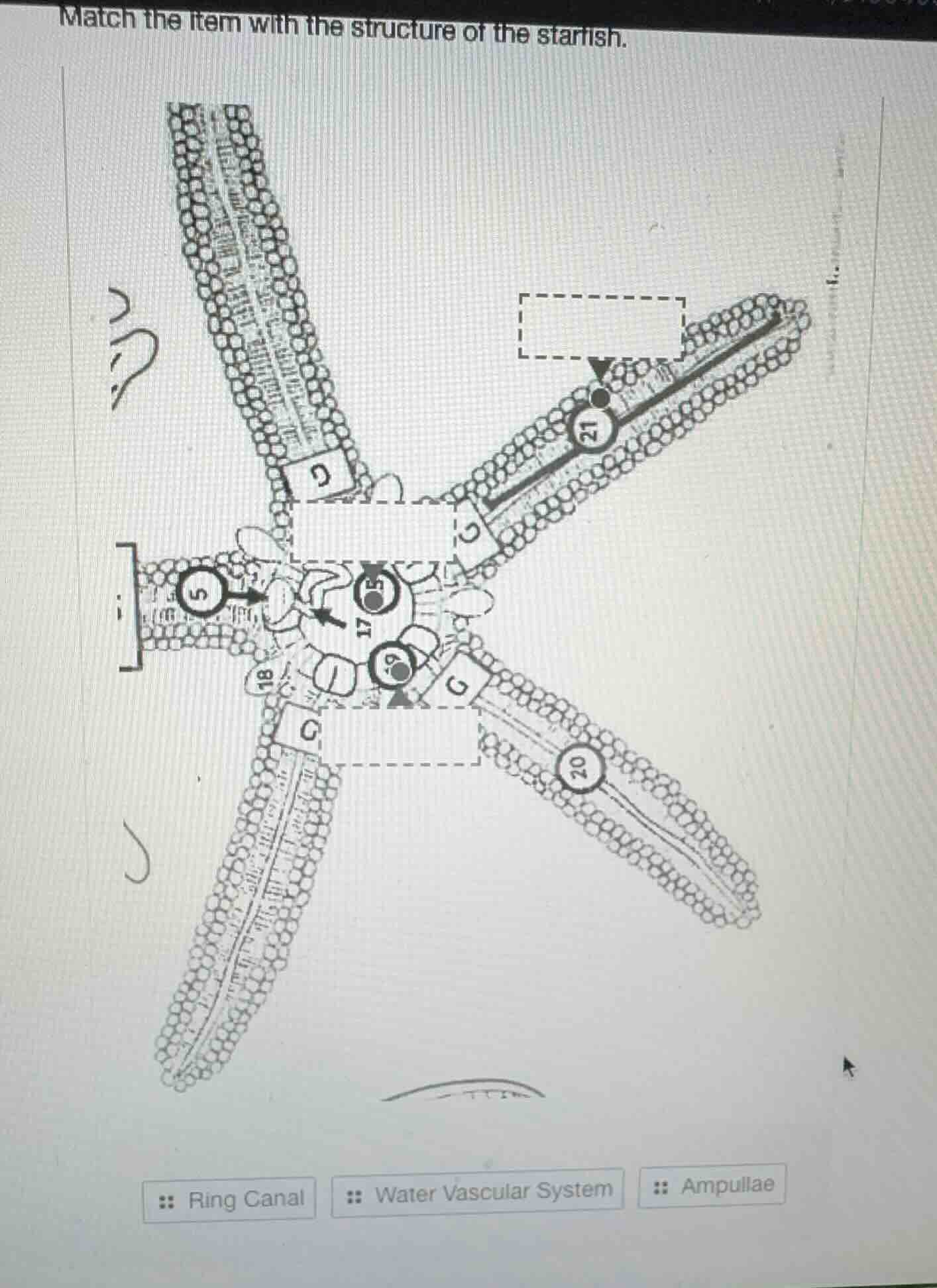 match the item with the structure of the starfish. image of starfish st…