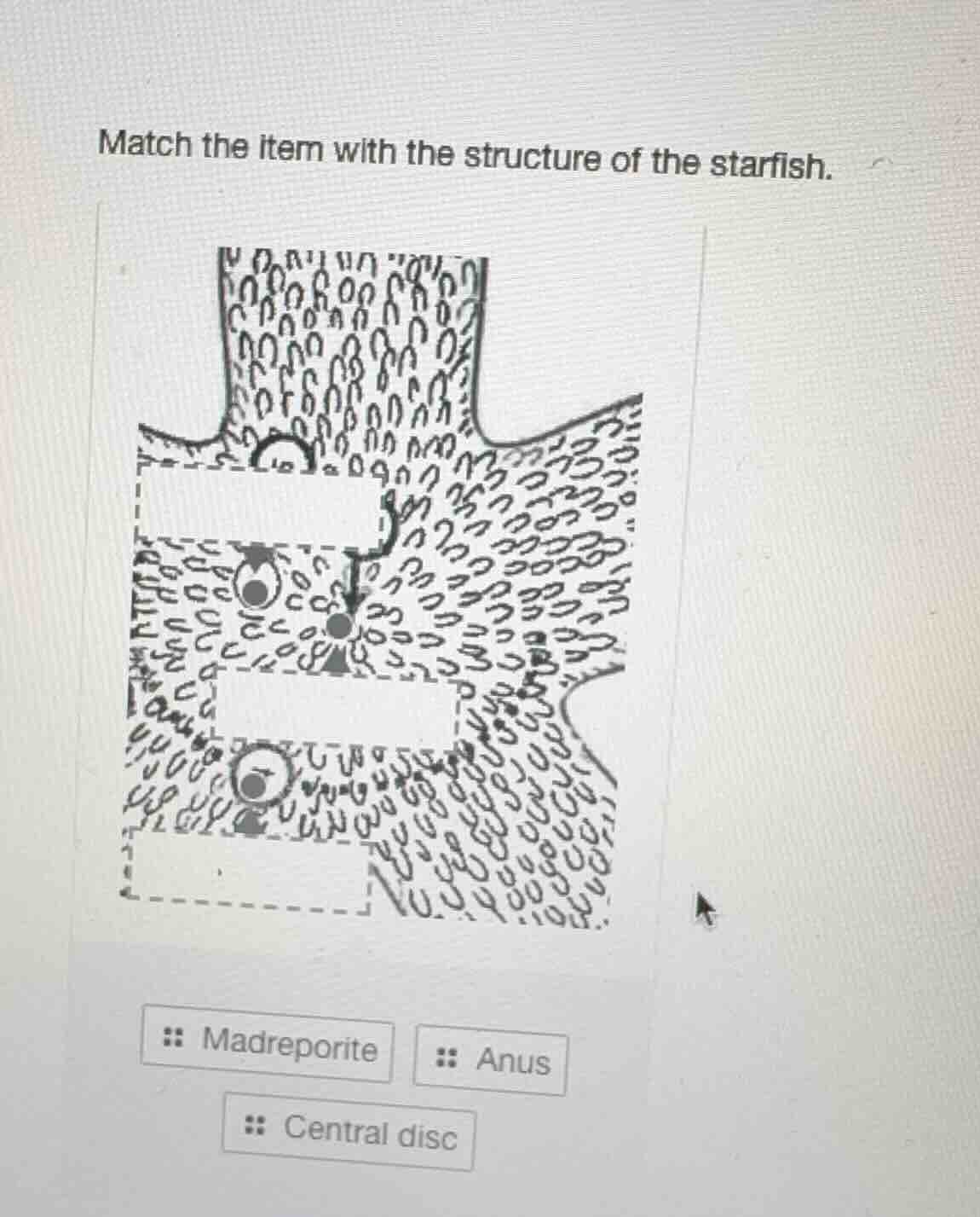 match the item with the structure of the starfish. image of starfish st…