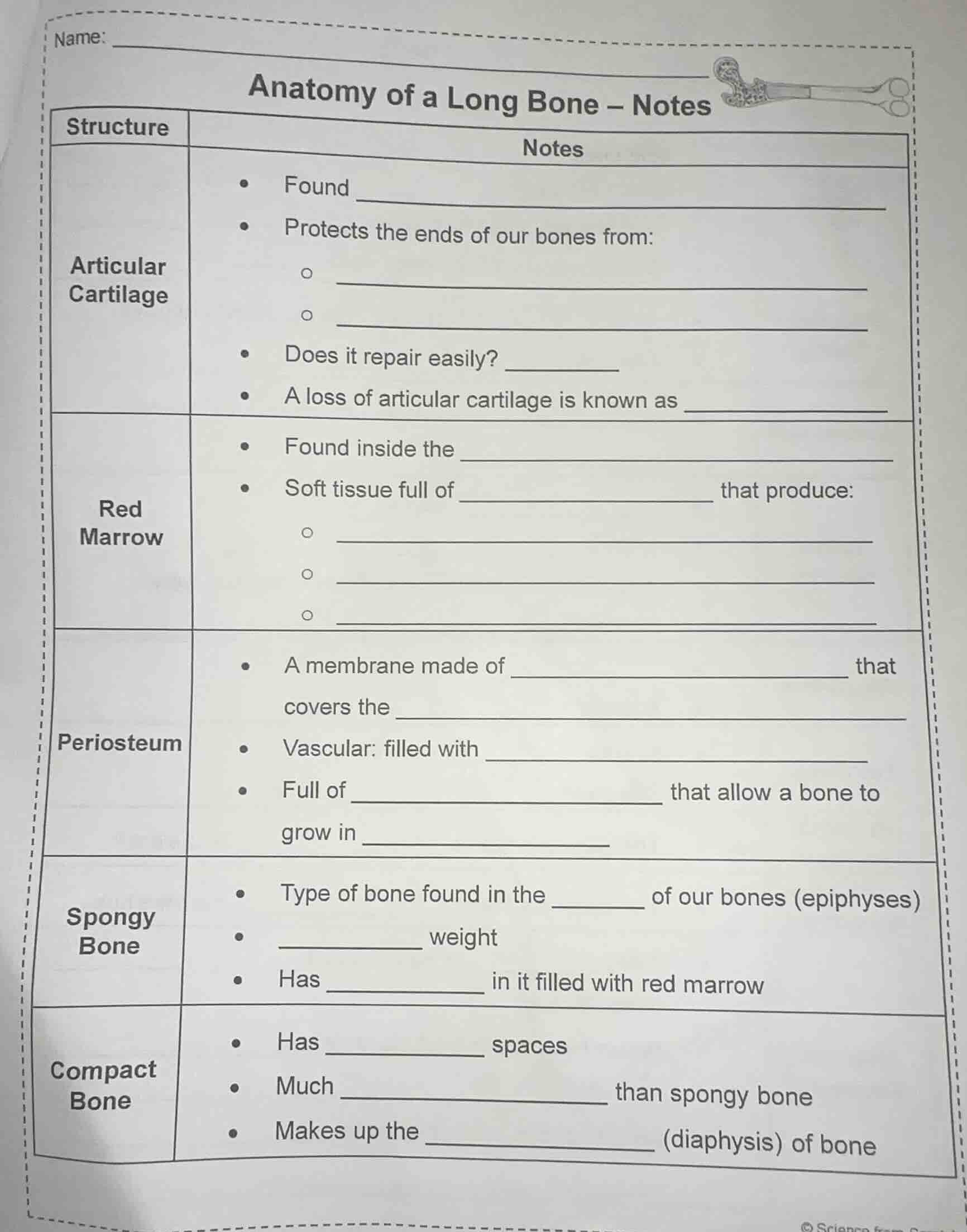 name: anatomy of a long bone – notes structure\tnotes articular cartila…