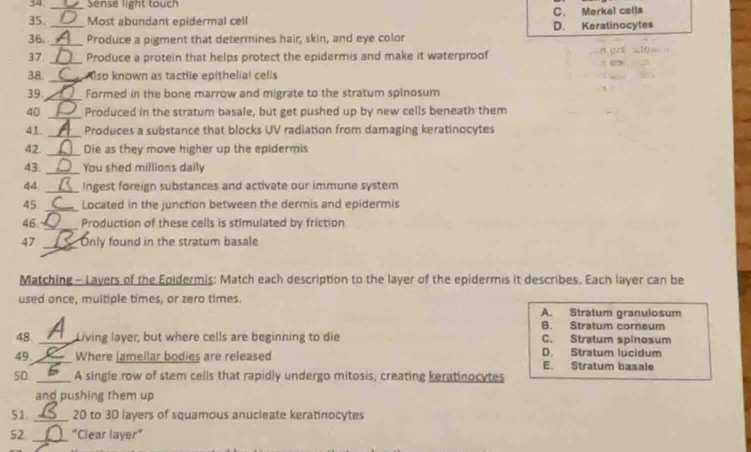 34. __ sense light touch 35. __ most abundant epidermal cell 36. __ pro…
