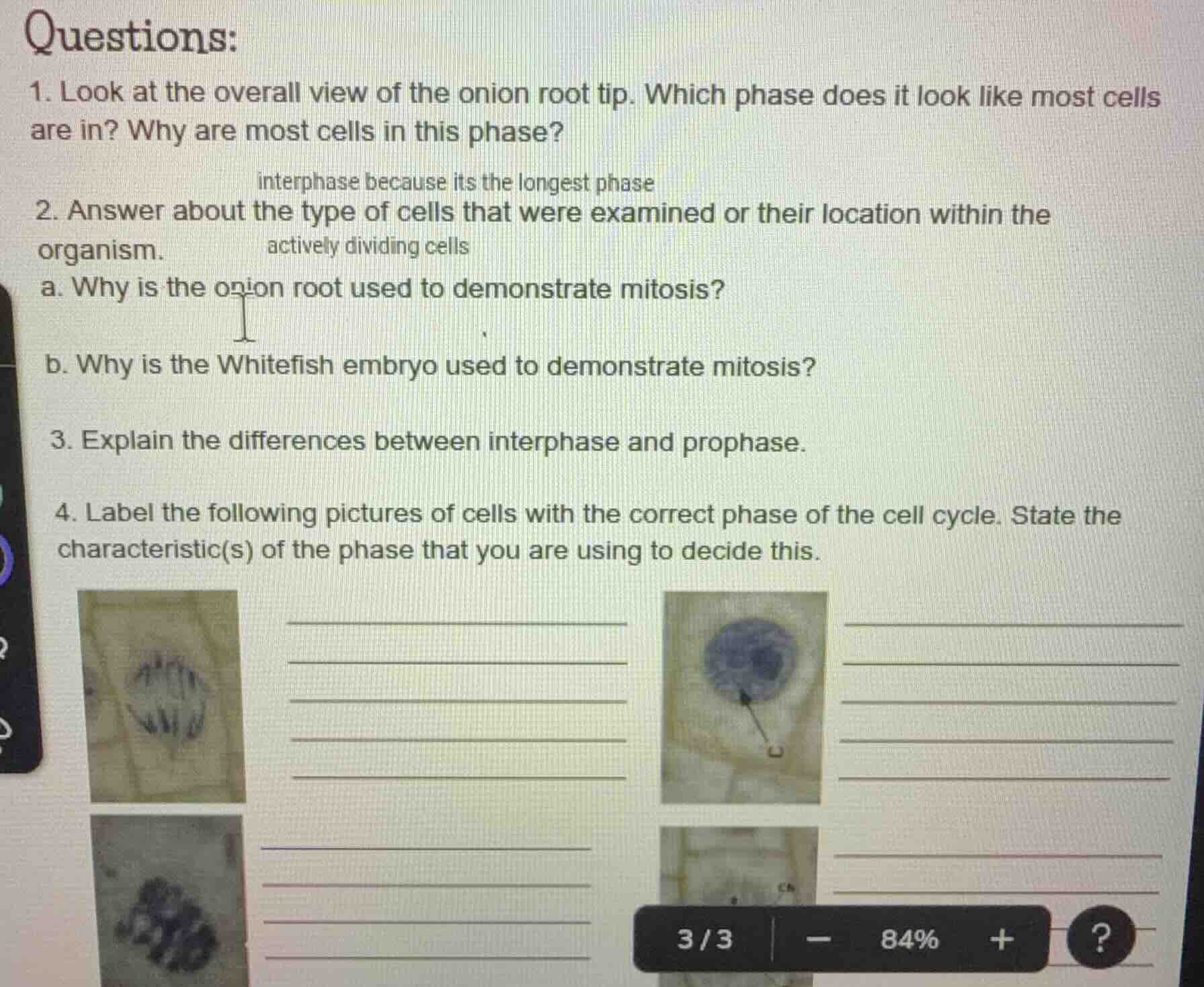 questions: 1. look at the overall view of the onion root tip. which pha…