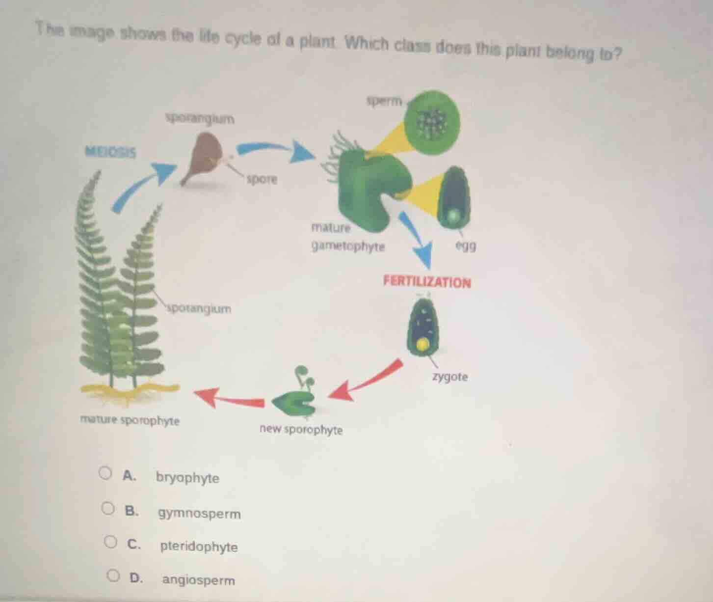 the image shows the life cycle of a plant. which class does this plant …