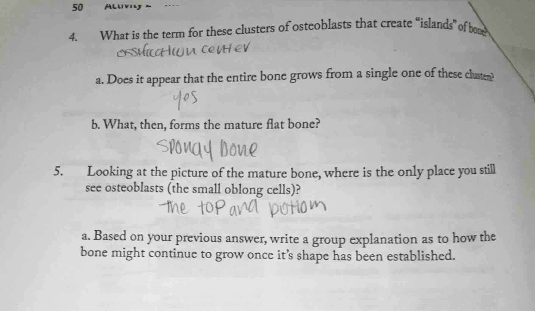 4. what is the term for these clusters of osteoblasts that create \isla…