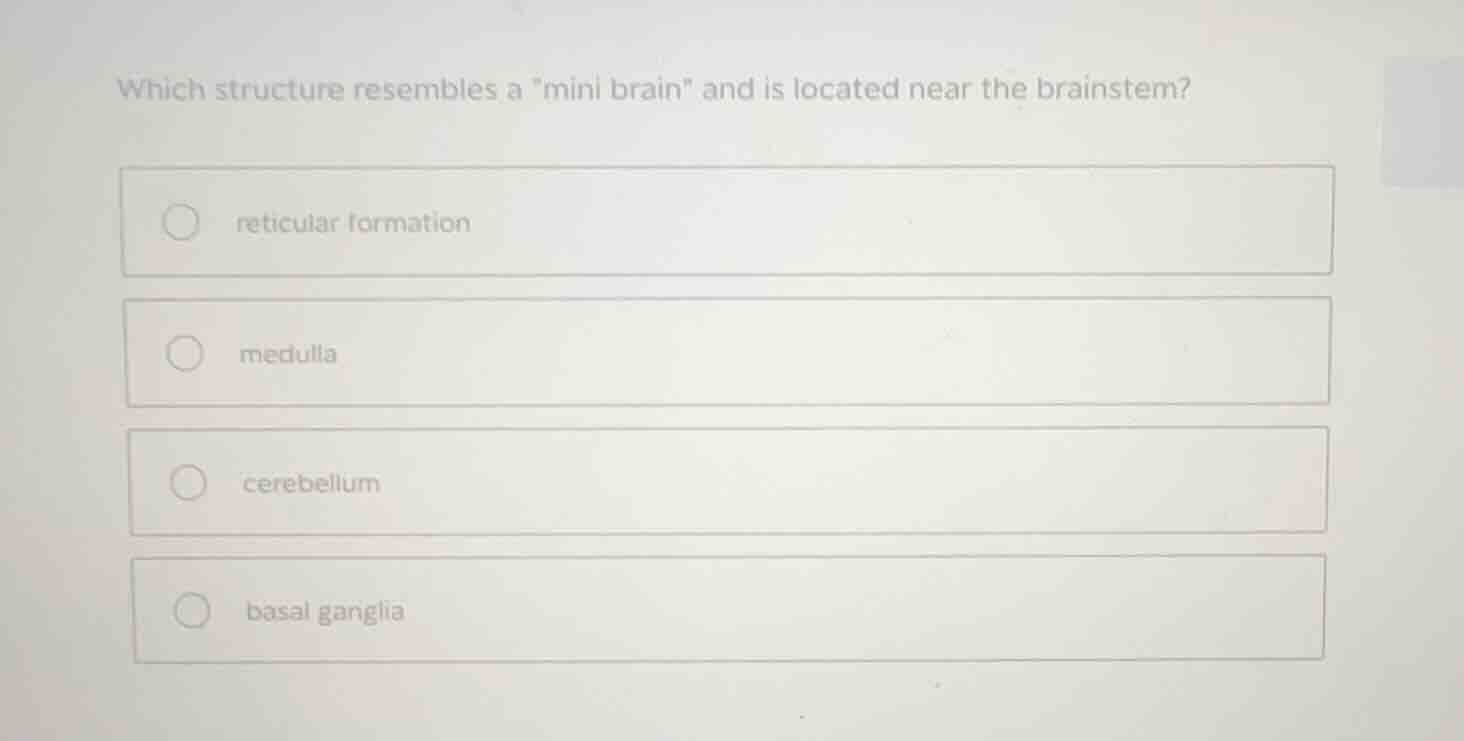 which structure resembles a \mini brain\ and is located near the brains…