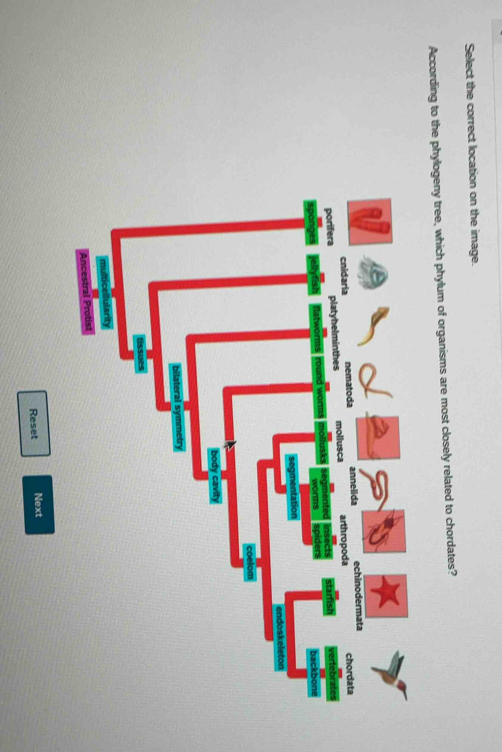 select the correct location on the image. according to the phylogeny tr…