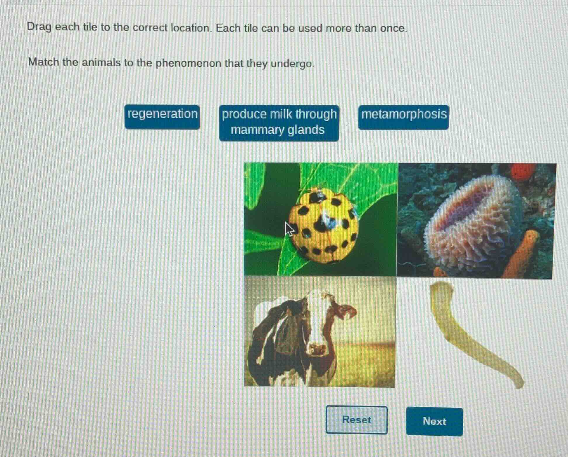 drag each tile to the correct location. each tile can be used more than…