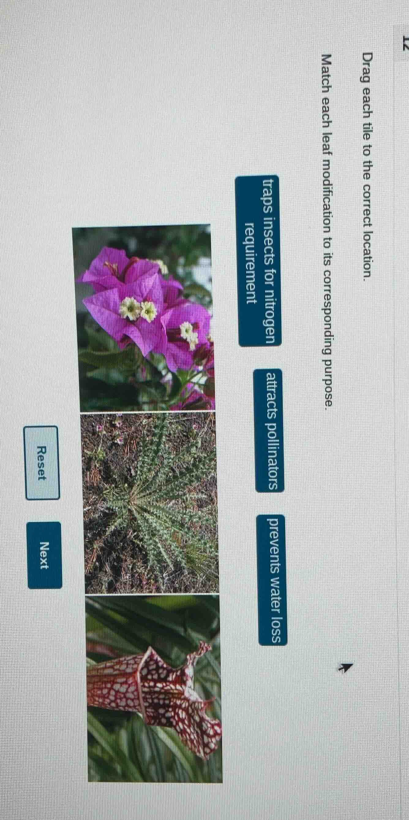 drag each tile to the correct location. match each leaf modification to…