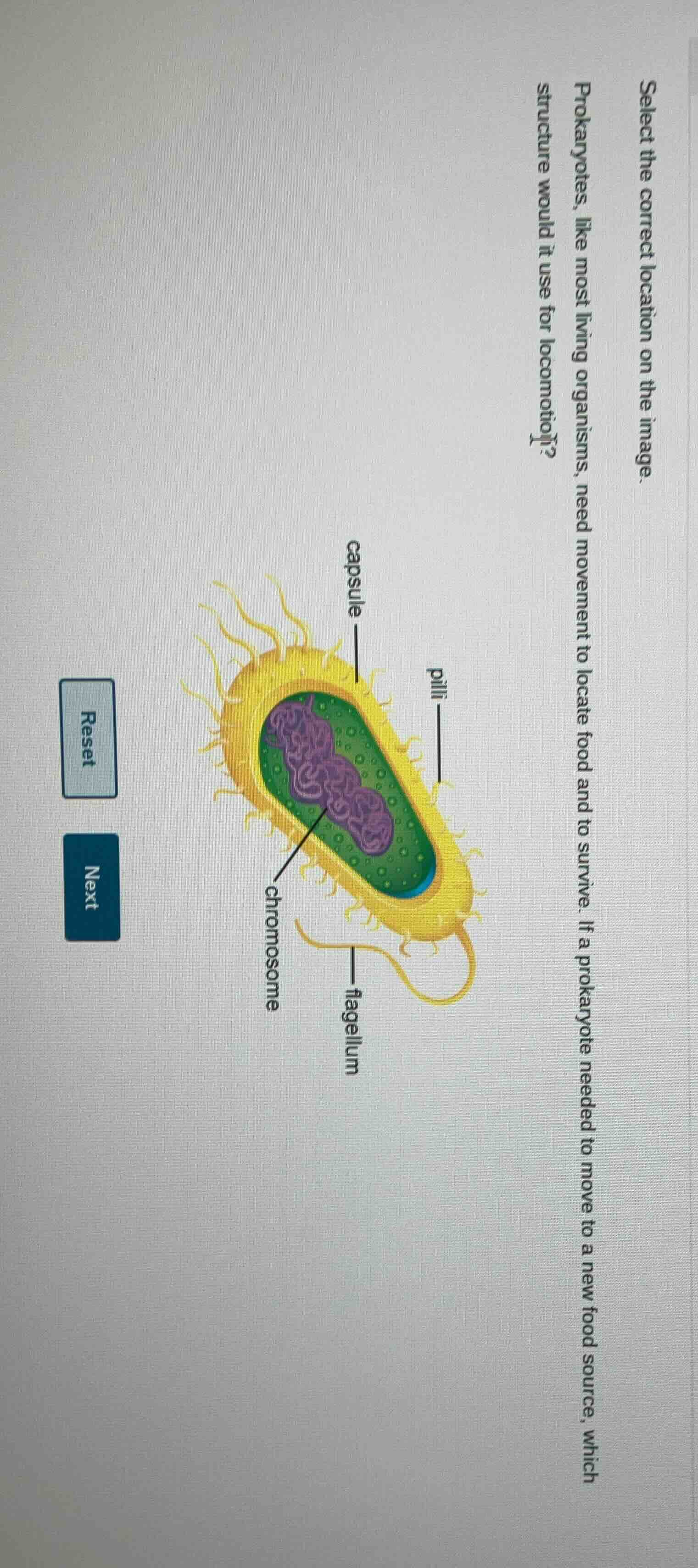 select the correct location on the image. prokaryotes, like most living…