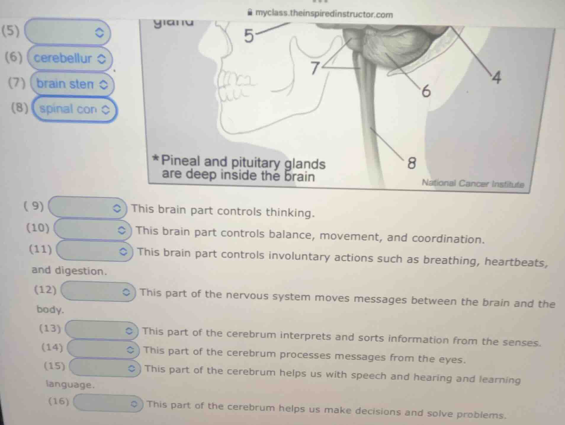 (5) (6) cerebellur (7) brain sten (8) spinal con *pineal and pituitary …