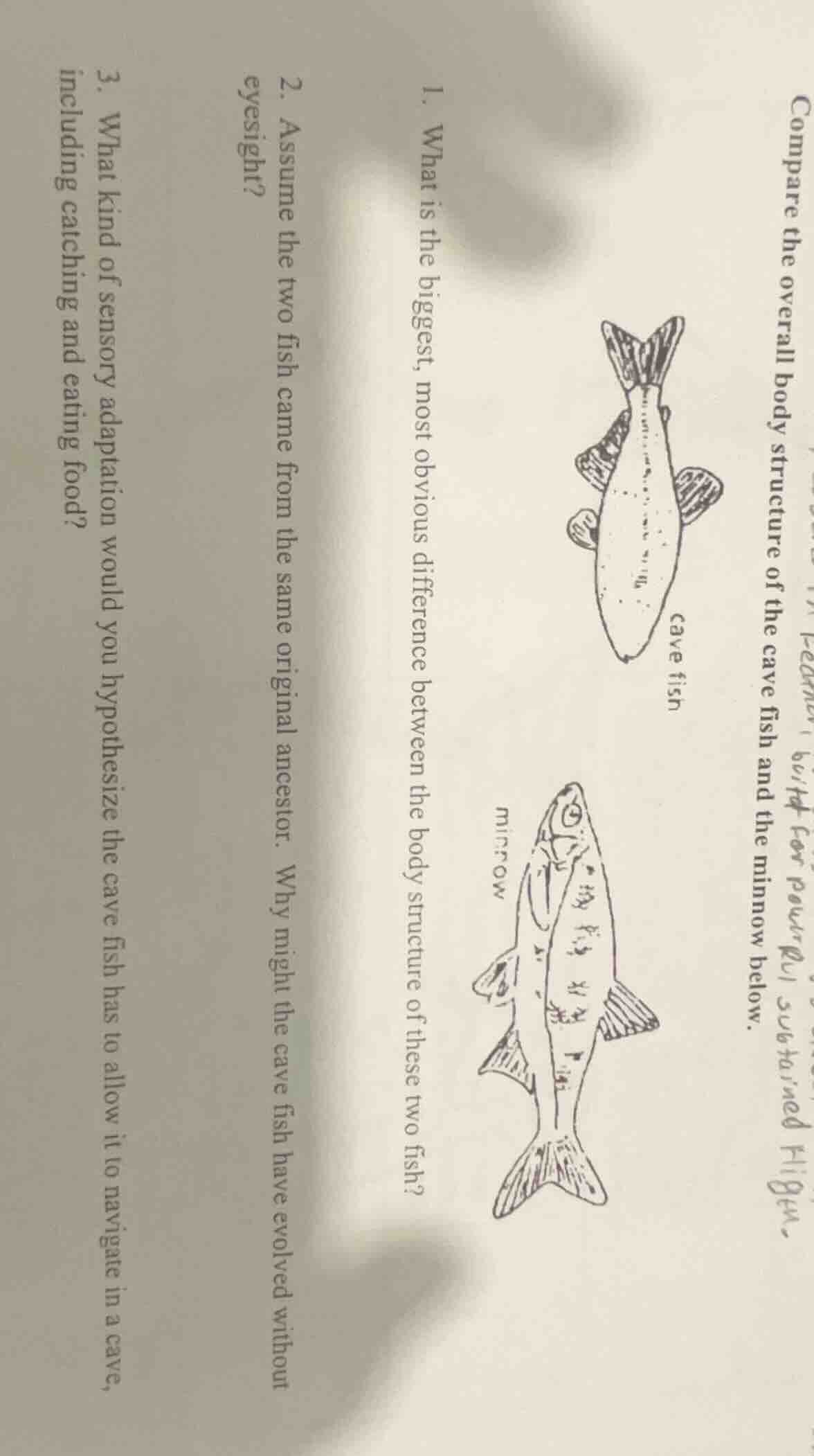 compare the overall body structure of the cave fish and the minnow belo…