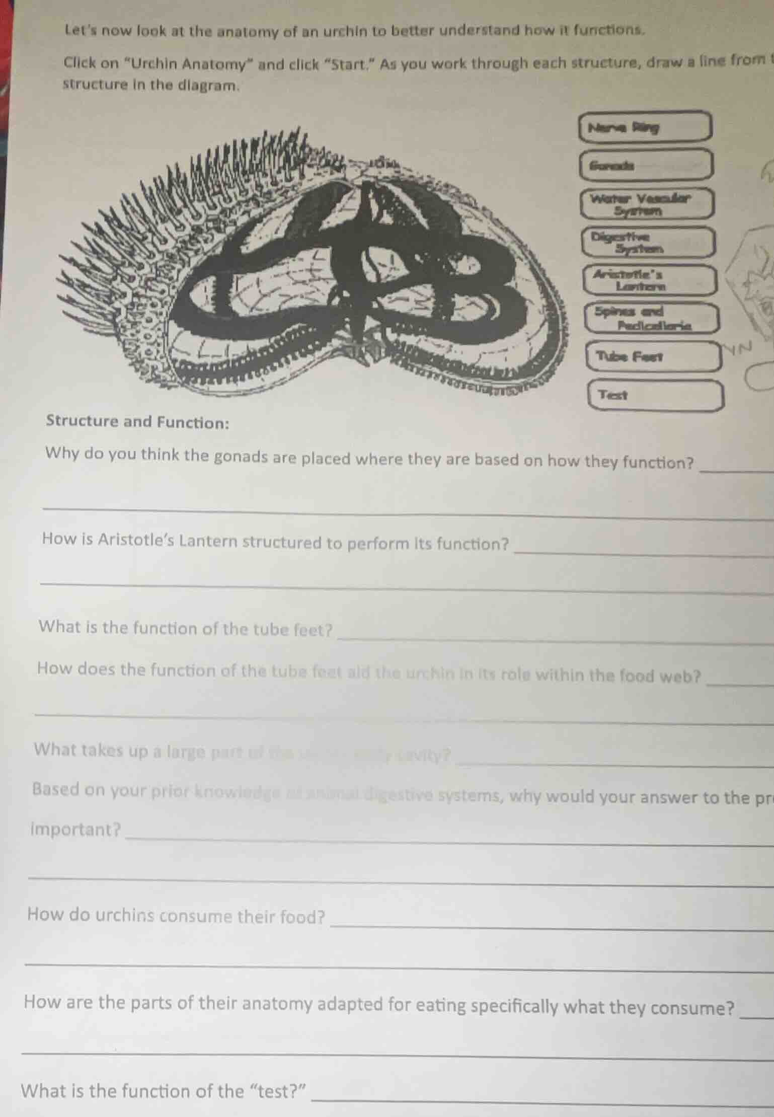 lets now look at the anatomy of an urchin to better understand how it f…