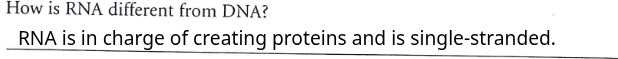 how is rna different from dna? rna is in charge of creating proteins an…