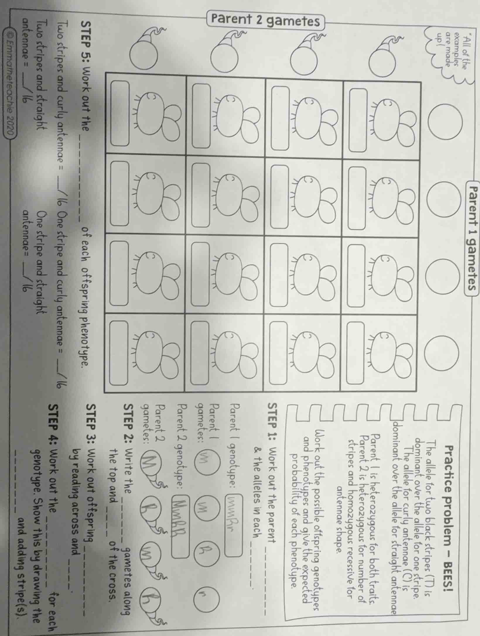 practice problem - bees! the allele for two black stripes (t) is domina…