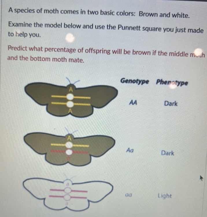 a species of moth comes in two basic colors: brown and white. examine t…