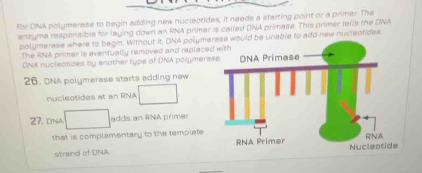 for dna polymerase to begin adding new nucleotides, it needs a starting…