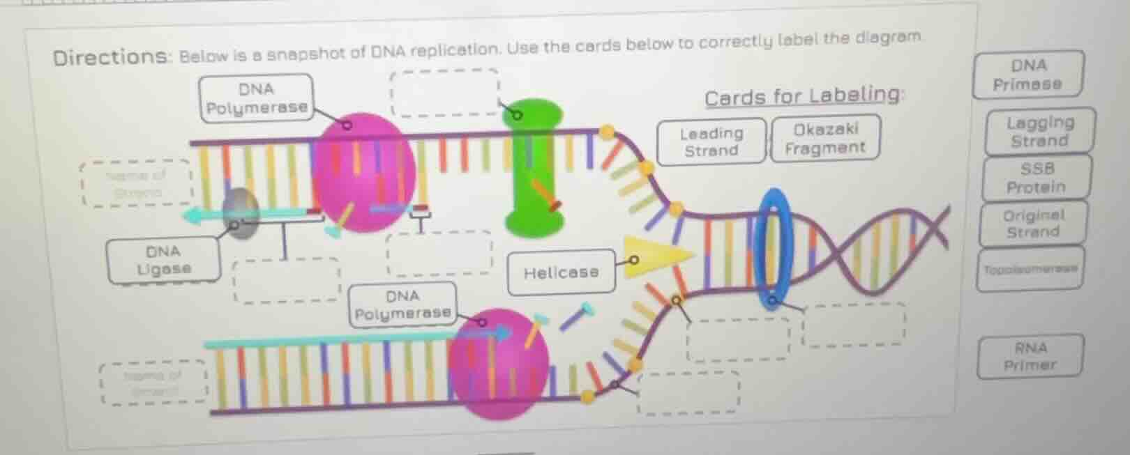 directions: below is a snapshot of dna replication. use the cards below…