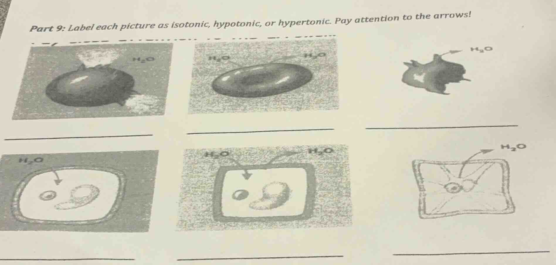 part 9: label each picture as isotonic, hypotonic, or hypertonic. pay a…