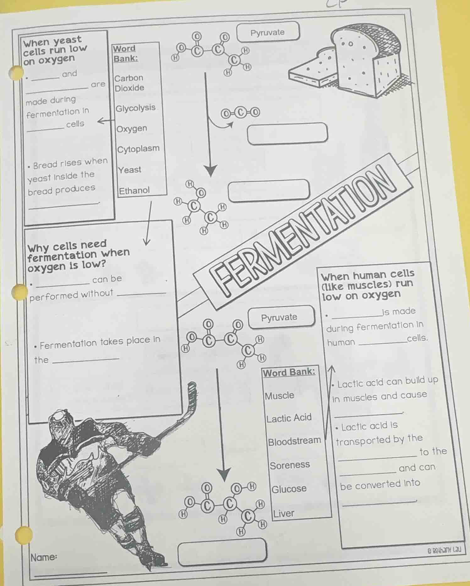 fermentation when yeast cells run low on oxygen - ______ and ______ are…