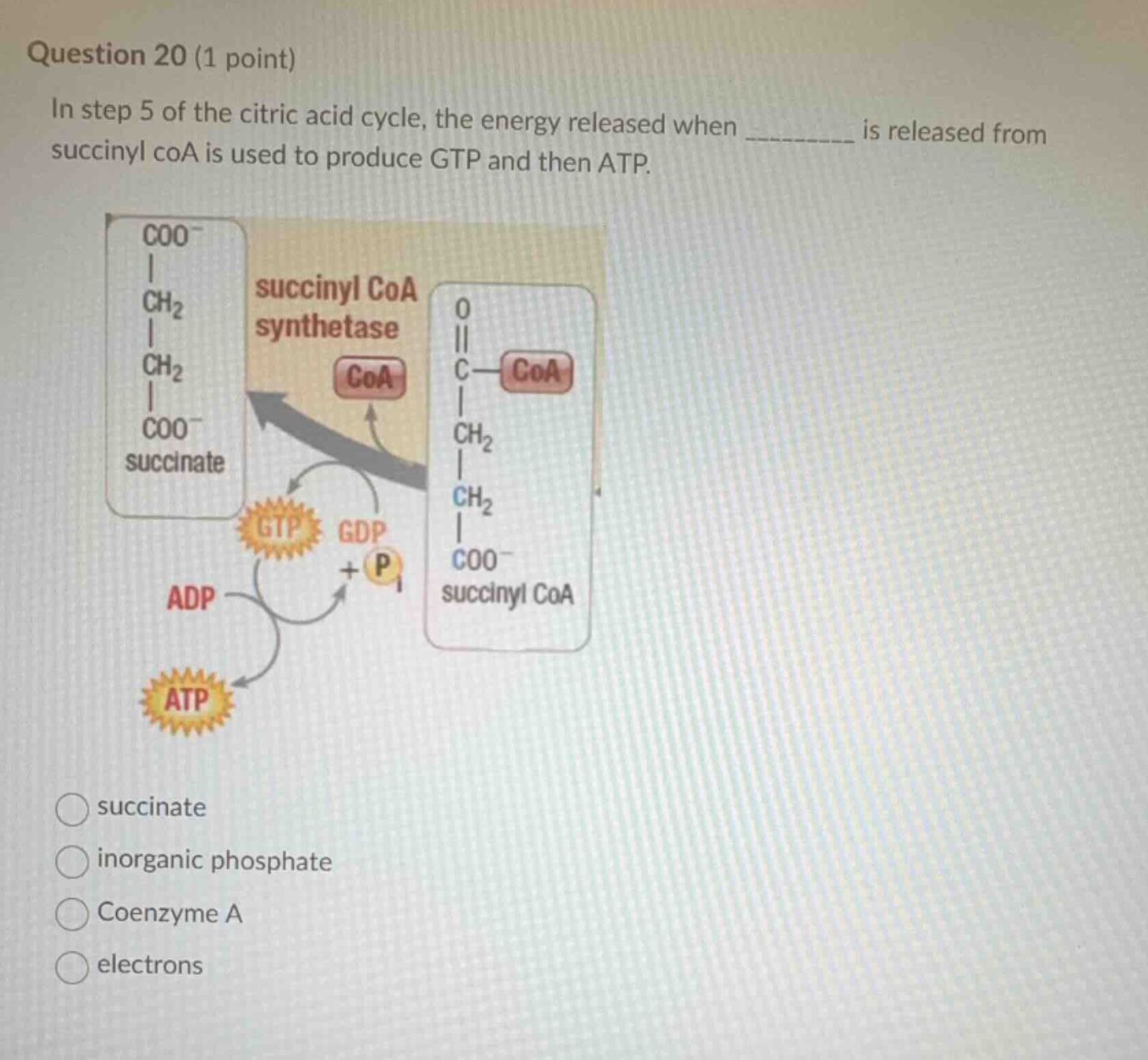 question 20 (1 point) in step 5 of the citric acid cycle, the energy re…
