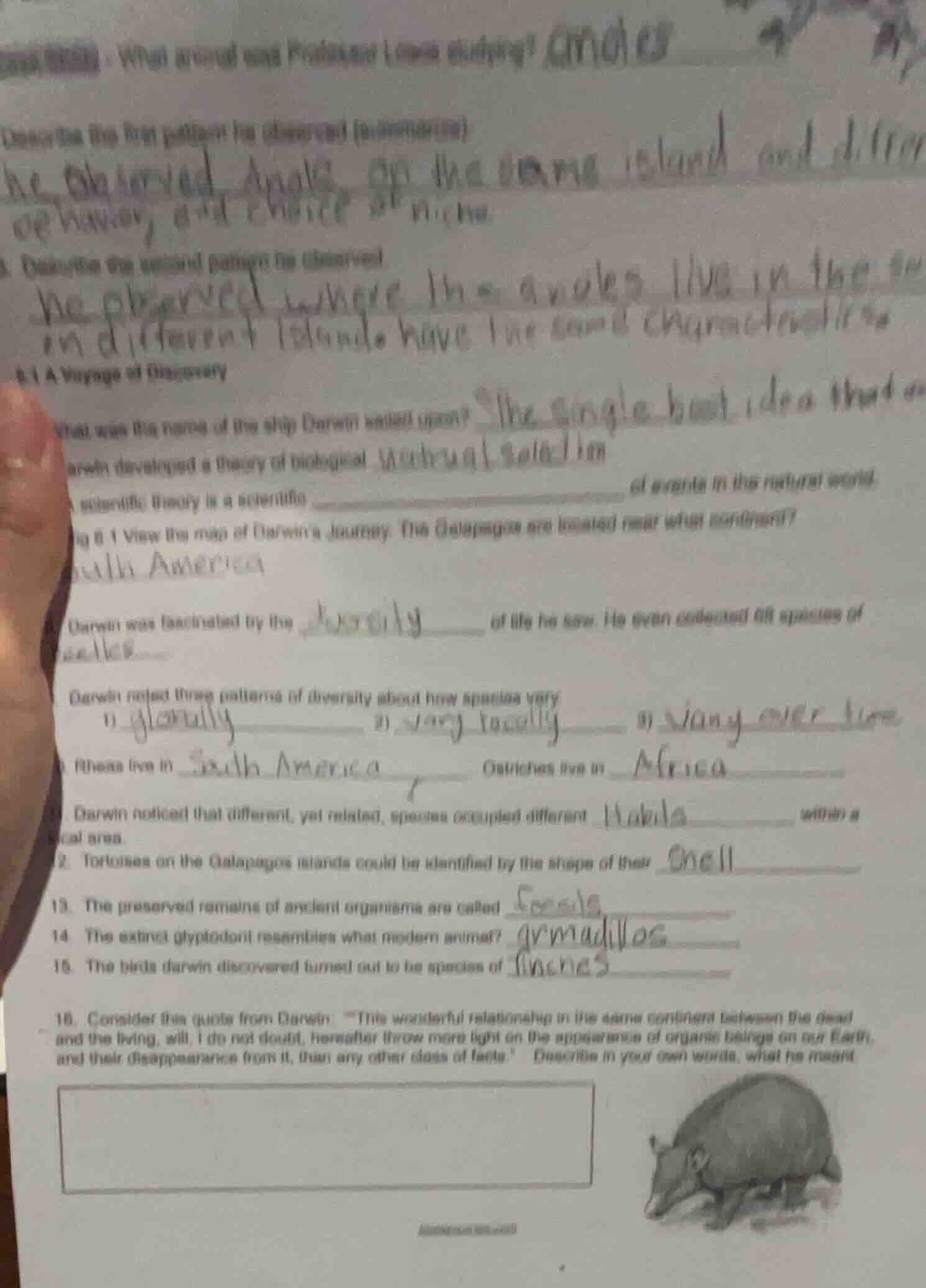 what animal was darwin most studying? describe the first pattern he obs…