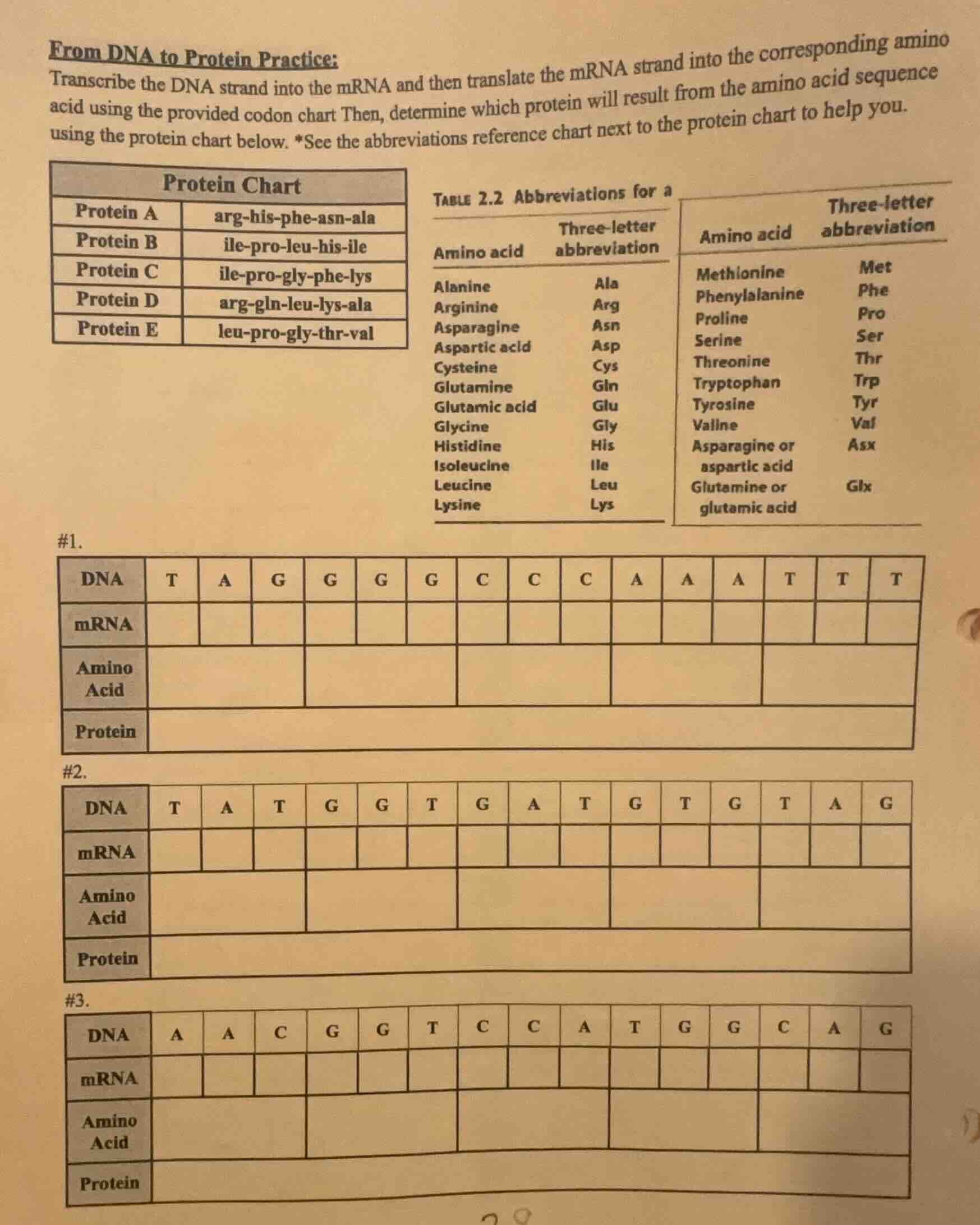 from dna to protein practice: transcribe the dna strand into the mrna a…