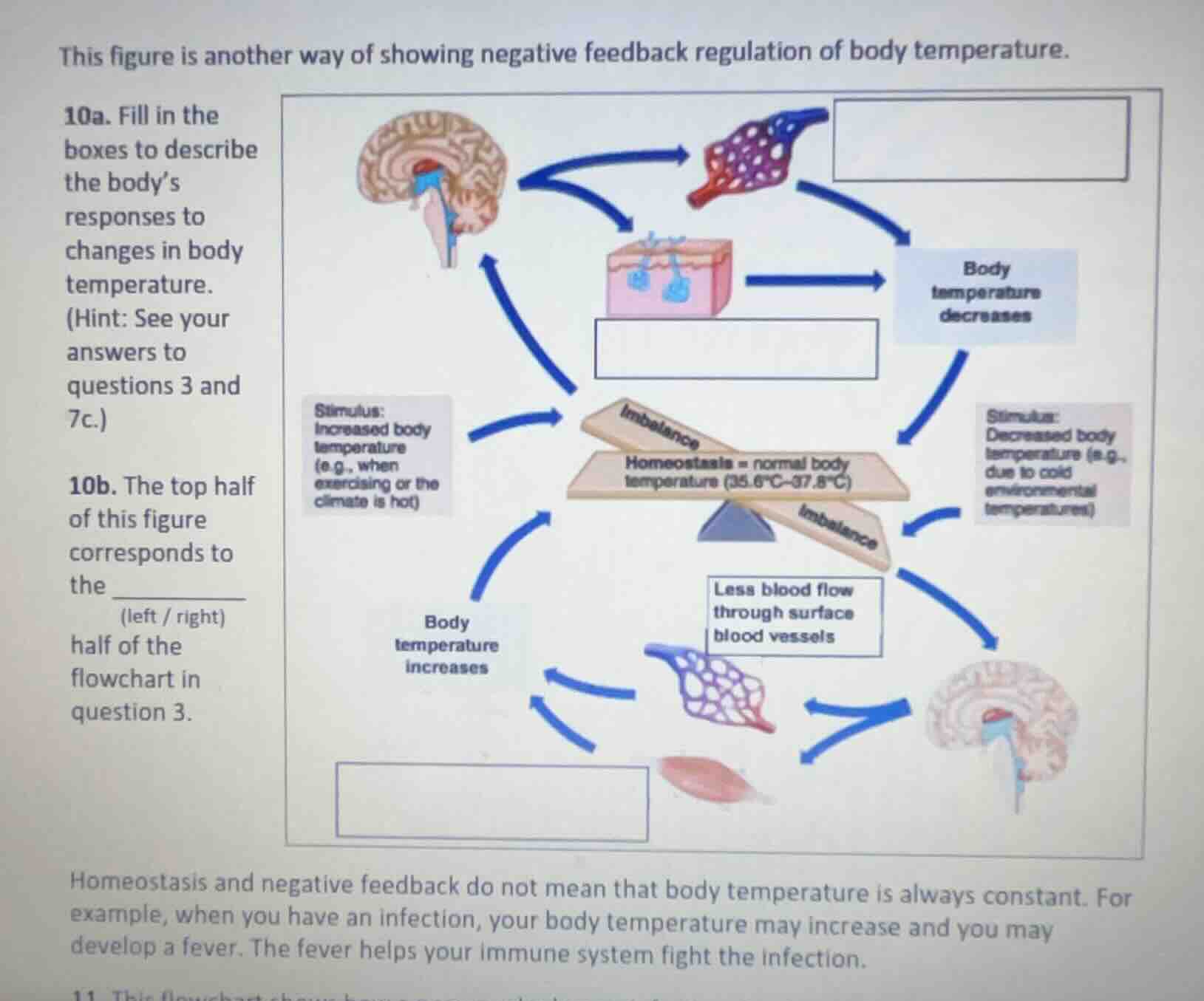 this figure is another way of showing negative feedback regulation of b…