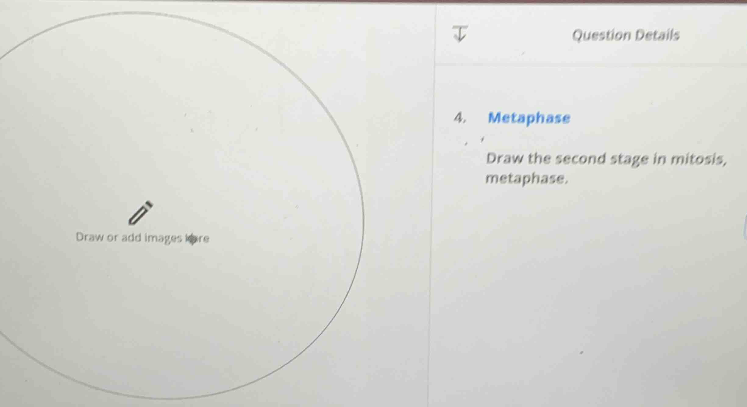 4. metaphase draw the second stage in mitosis, metaphase.