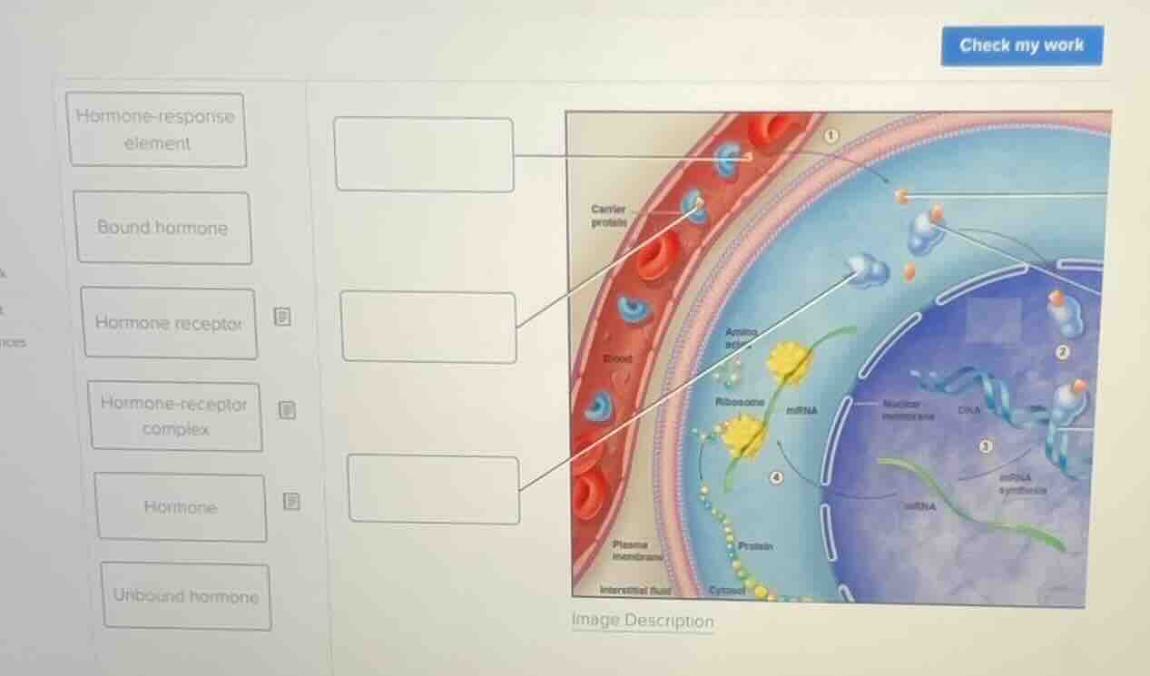 hormone - response element bound hormone hormone receptor hormone - rec…
