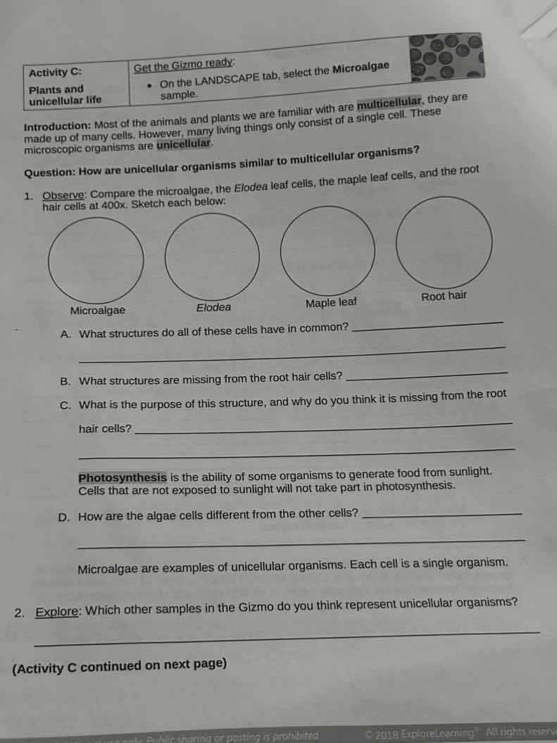 activity c: plants and unicellular life get the gizmo ready: - on the l…