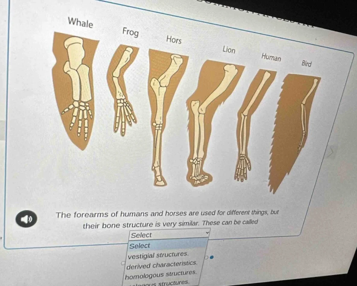 the forearms of humans and horses are used for different things, but th…