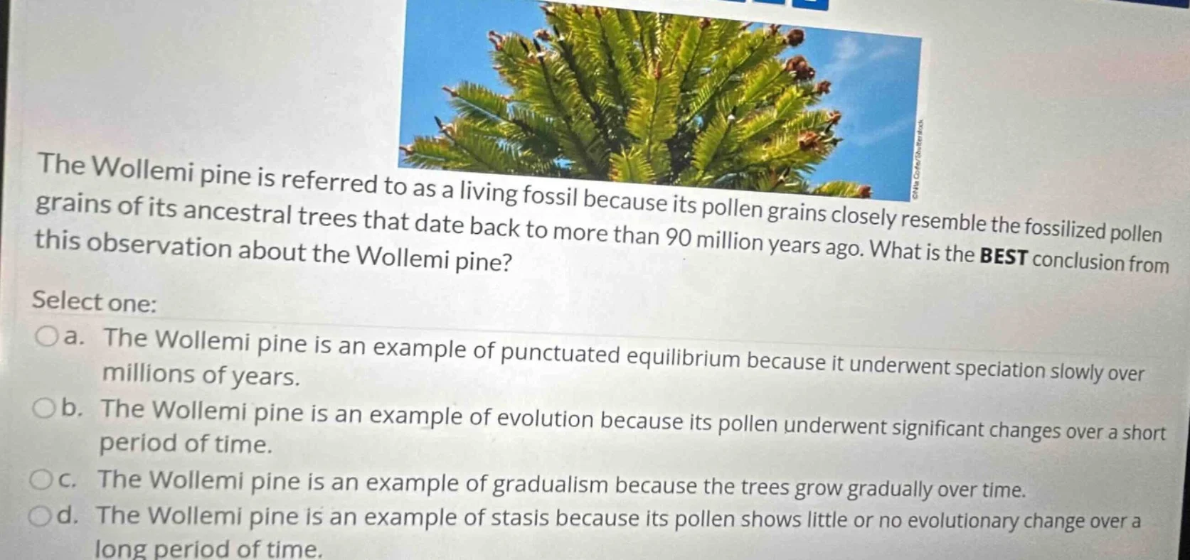 the wollemi pine is referred to as a living fossil because its pollen g…