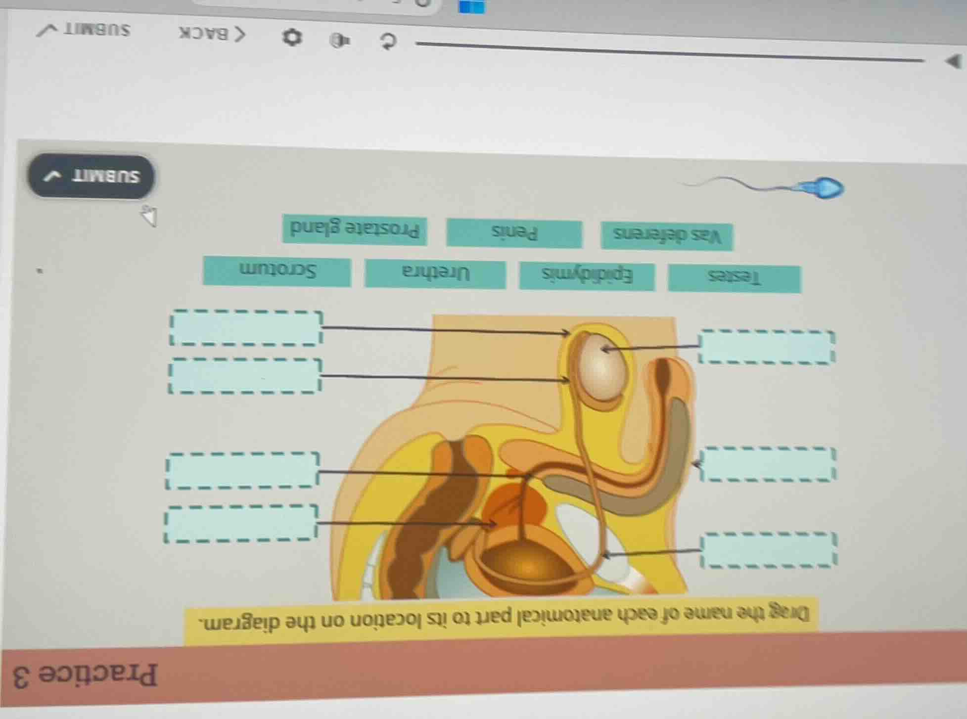 drag the name of each anatomical part to its location on the diagram. t…