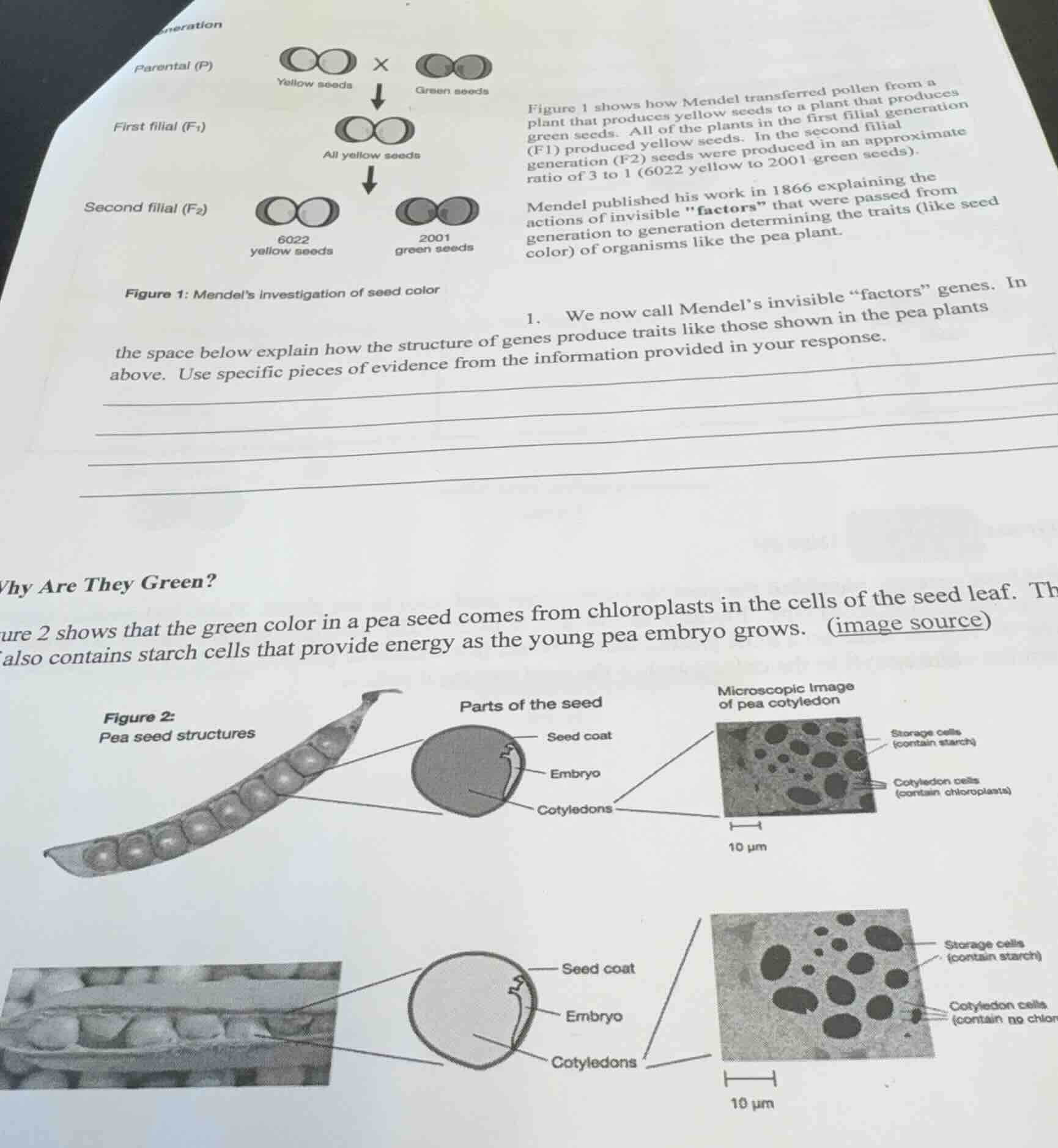 figure 1 shows how mendel transferred pollen from a plant that produces…